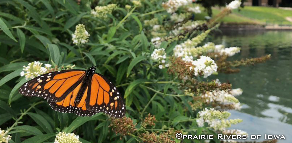 Watersheds and Wildlife