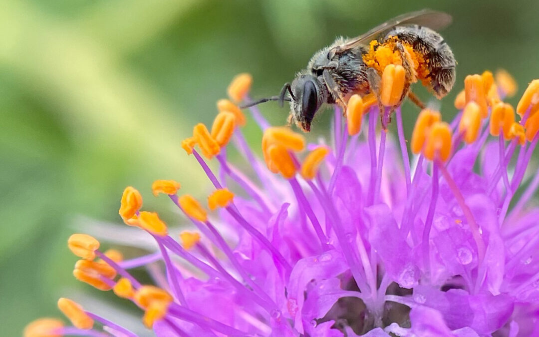 A Year of Pollinator Progress!