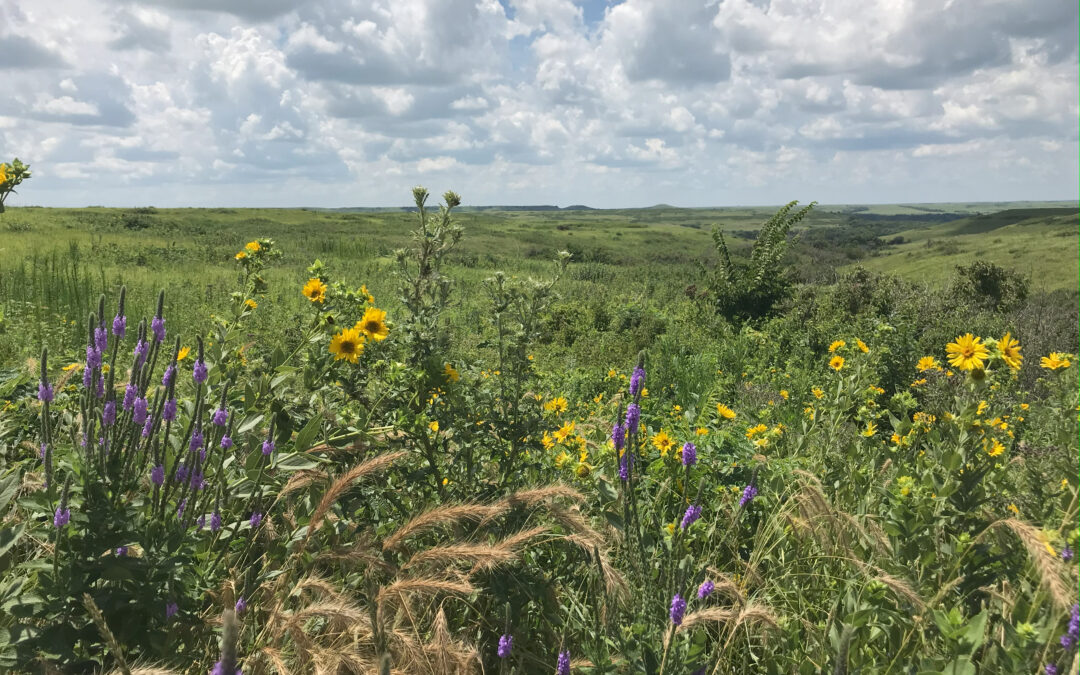 Prairie Rivers Wins Grant to Help Pollinators and Farmers