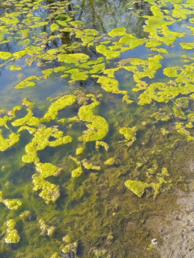 Green algae in the South Skunk River (Rick Dietz)