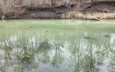 Green Stuff in the Skunk River