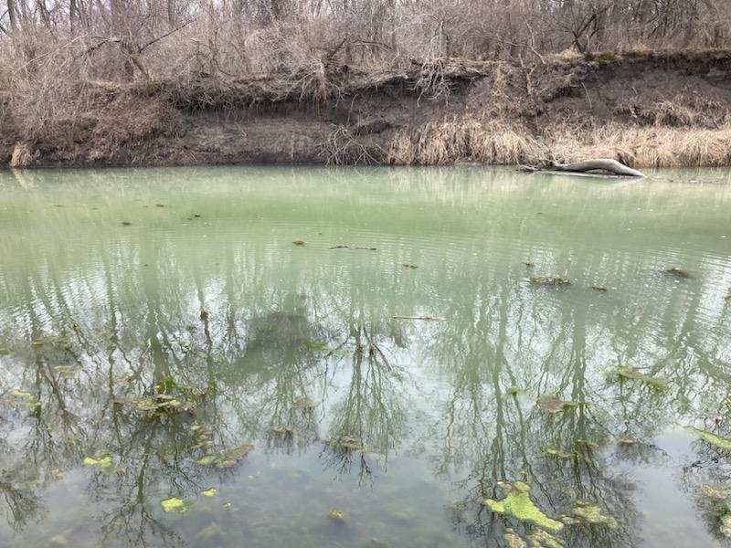 Cyanobacteria bloom in the South Skunk River