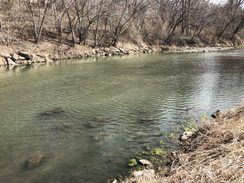 Cyanobacteria bloom in the South Skunk River.