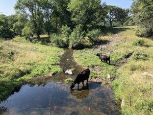 Cows with access to creeks are one possible source of E. coli bacteria