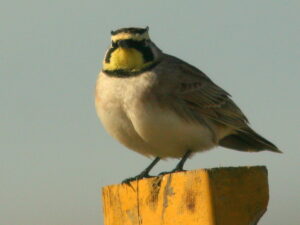 Horned lark. Photo by Kenneth Cole Schneider.