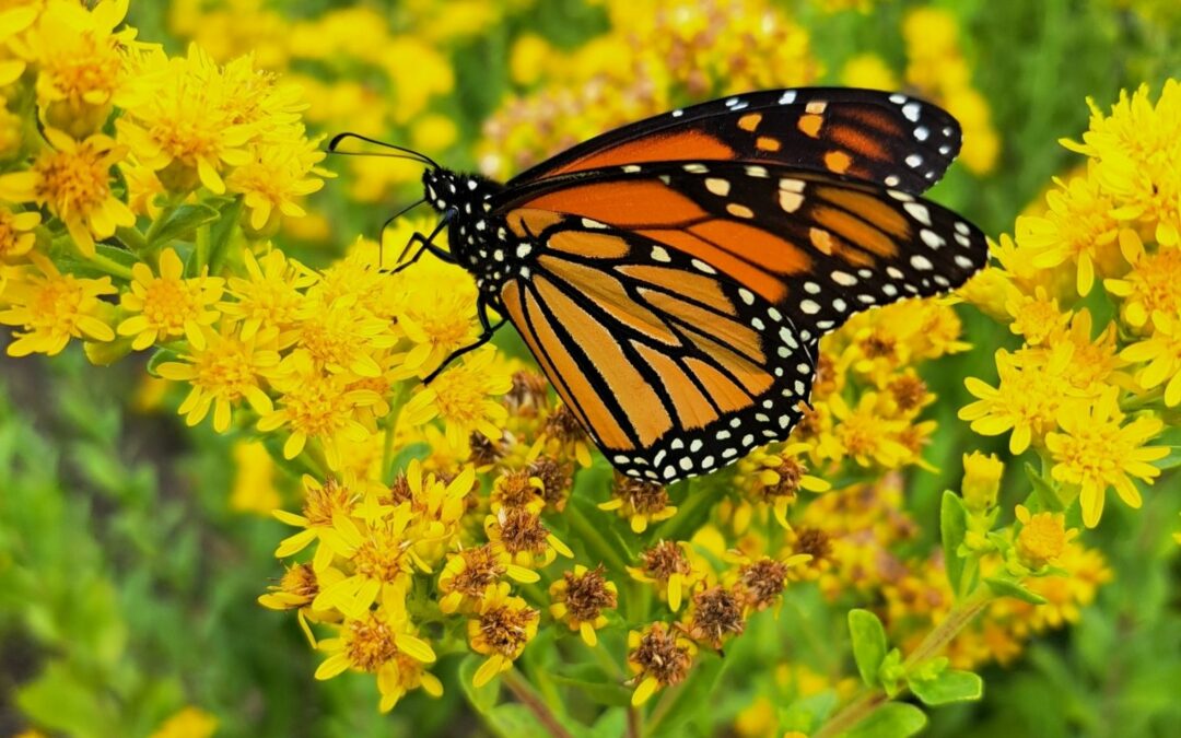 A Year Later, Where Does the Monarch Butterfly Stand with its Listing Under the Endangered Species Act?