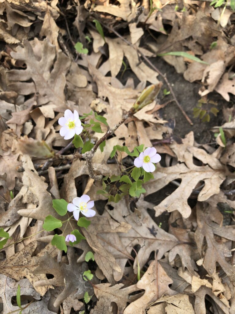 False rue anemone (Enemion biternatum)