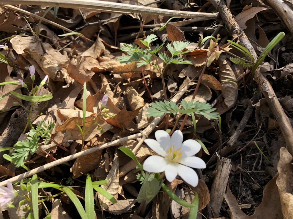 Bloodroot (Sanguinaria canadensis) by Dan Haug