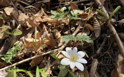 Subtle Spring