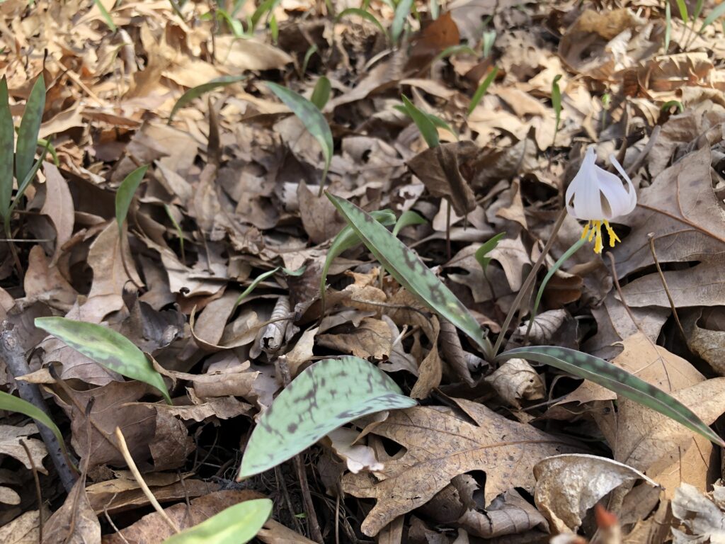 White trout lily (Erythronium albidum) by Dan Haug