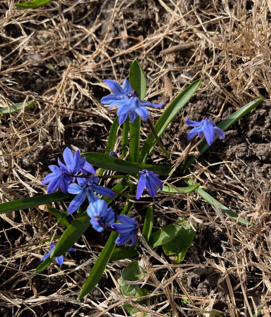 Siberian squill (Scilla siberica) by Jim Colbert