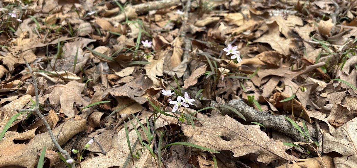 Spring beauty (Claytonia virginica) by Dan Haug
