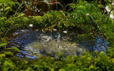Thirsty Wings: How to Add a Pollinator Oasis to Your Garden