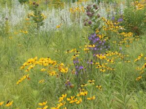 Monarch and Bumblebee on Swamp Milkweed at Tedesco Environmental Learning Corridor