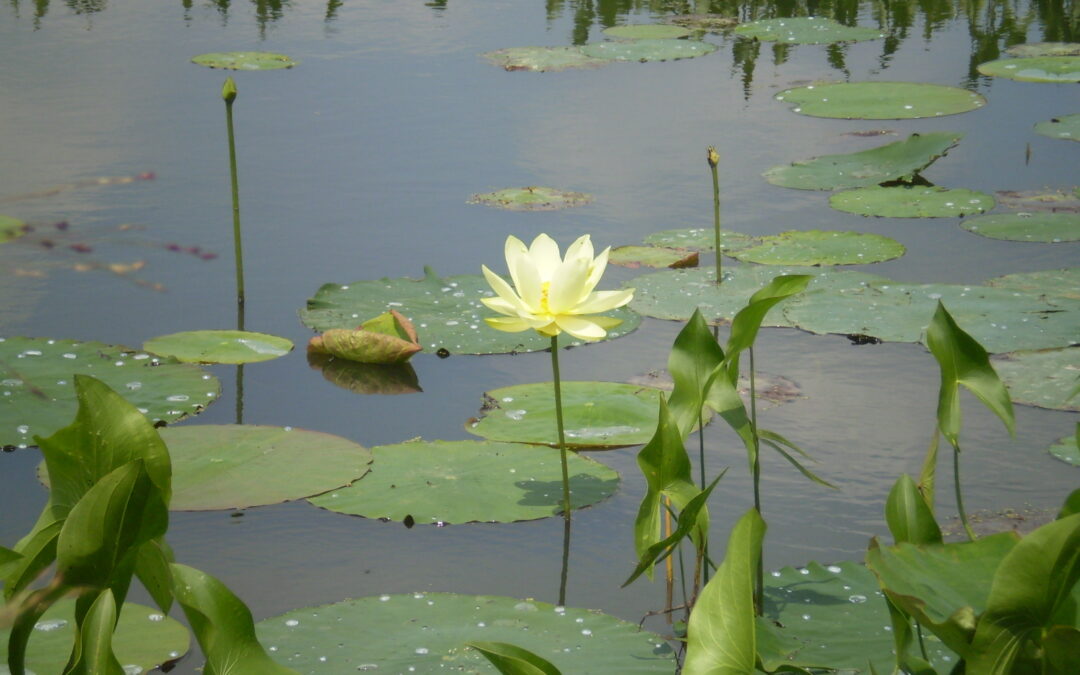 Summer along the Iowa Valley Scenic Byway