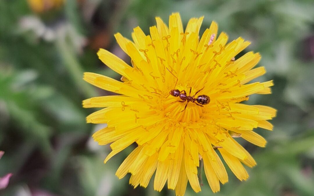 In Your Nature: Lawn … Care?