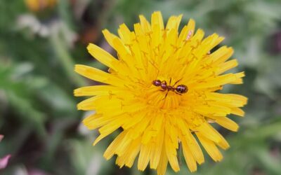 In Your Nature: Lawn … Care?