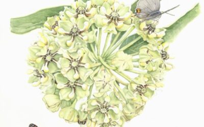 An Interview With a Botanical Artist