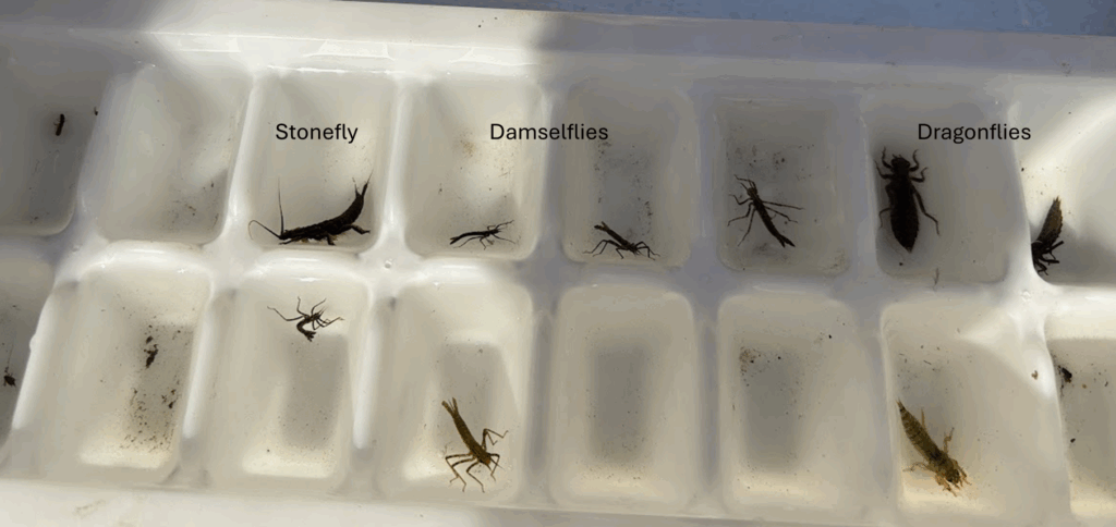 Sorting benthic macroinvertebrates Sorting benthic macroinvertebrates