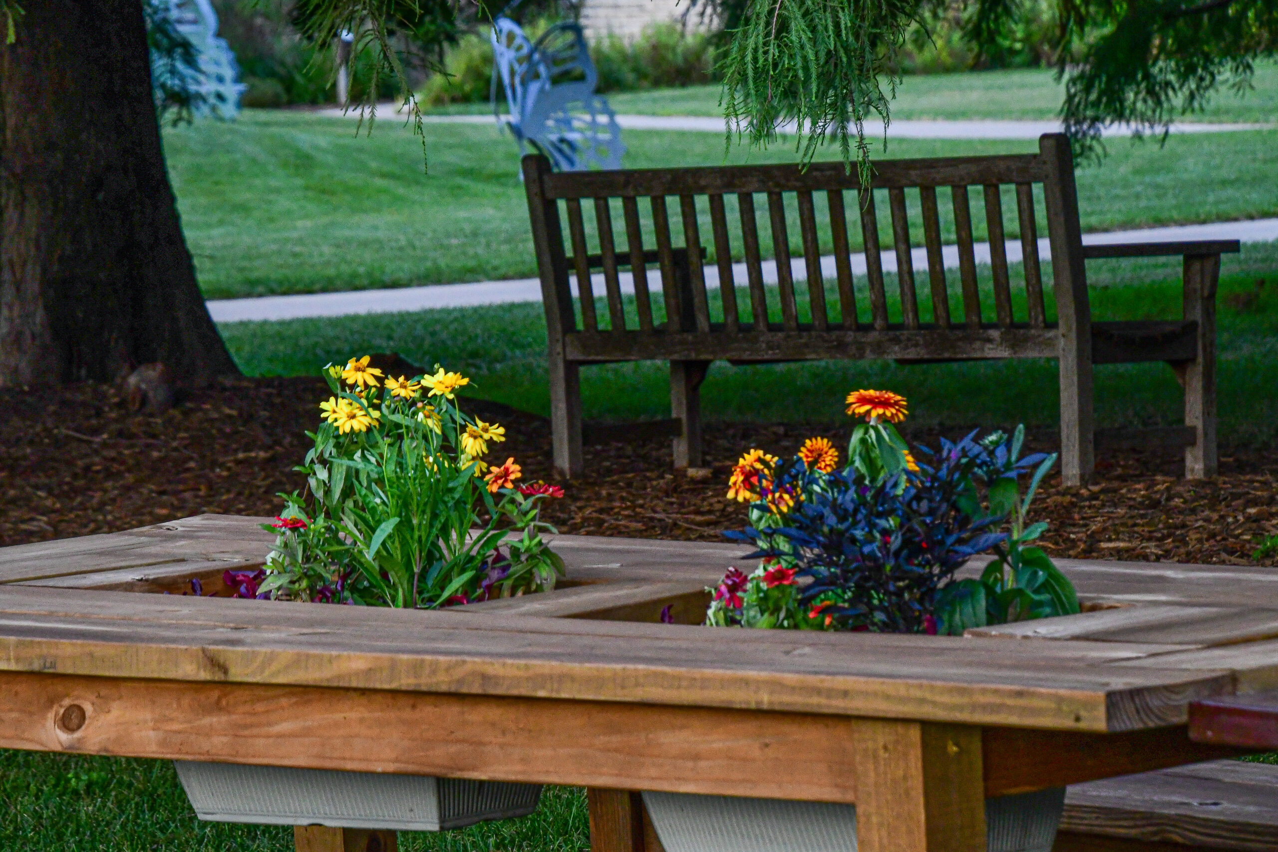 American lady butterfly on the ground in dried grass