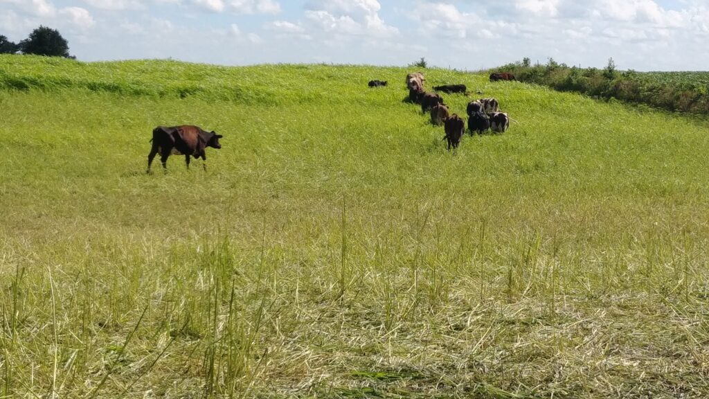 Rotational grazing at Lost Lake Farm